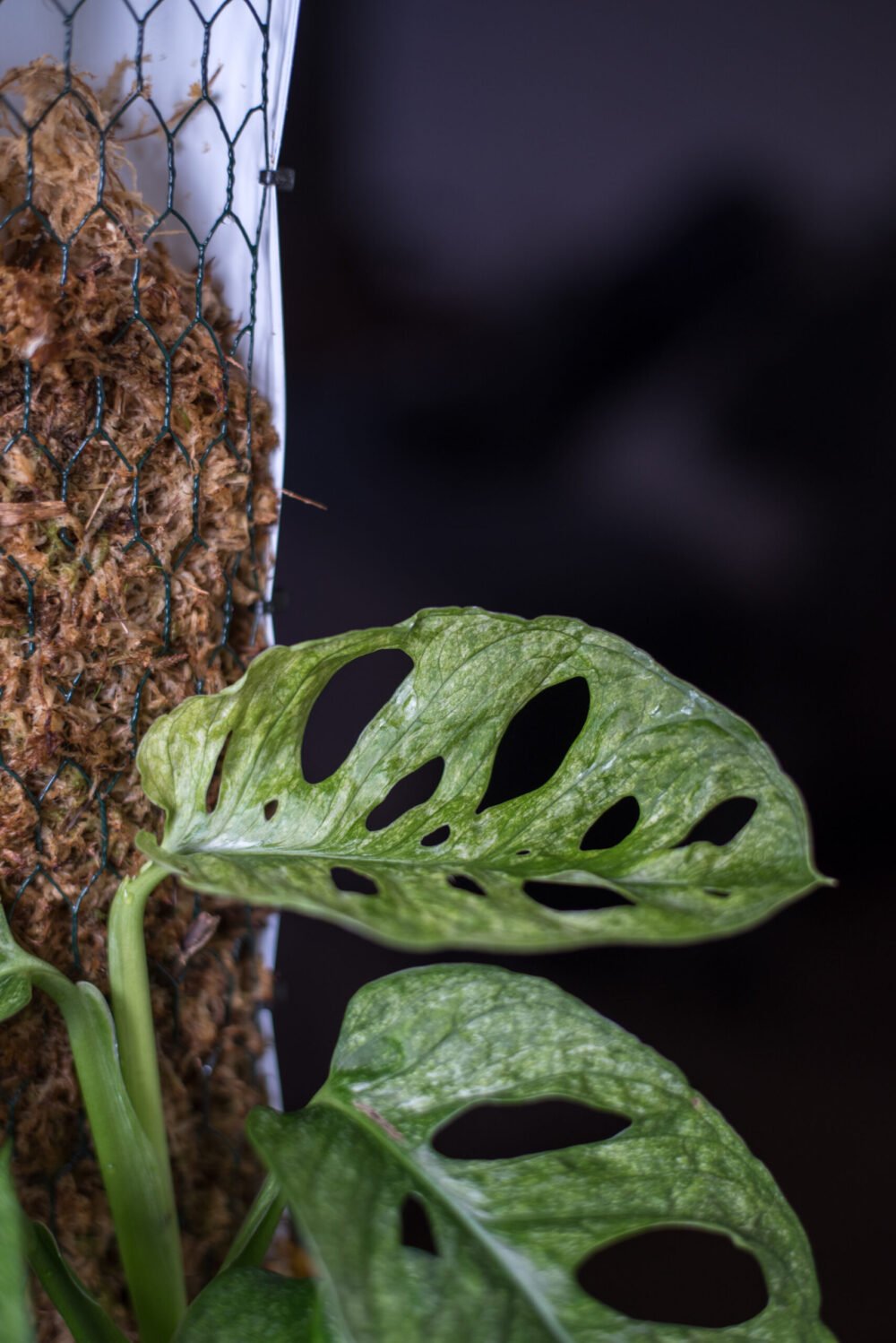 Monstera Adansonii Mint Stek