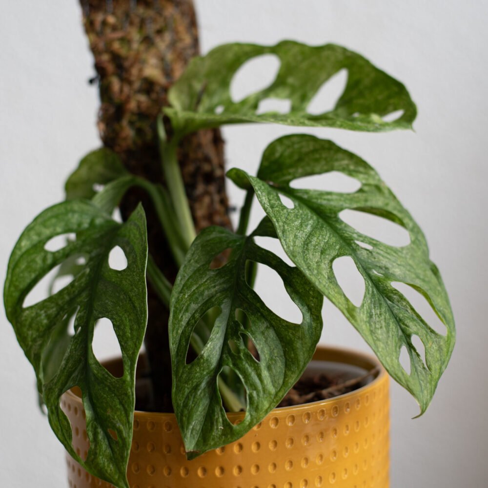Monstera adansonii mint