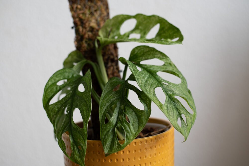 Monstera adansonii mint