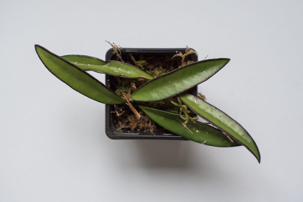 Hoya Wayetii