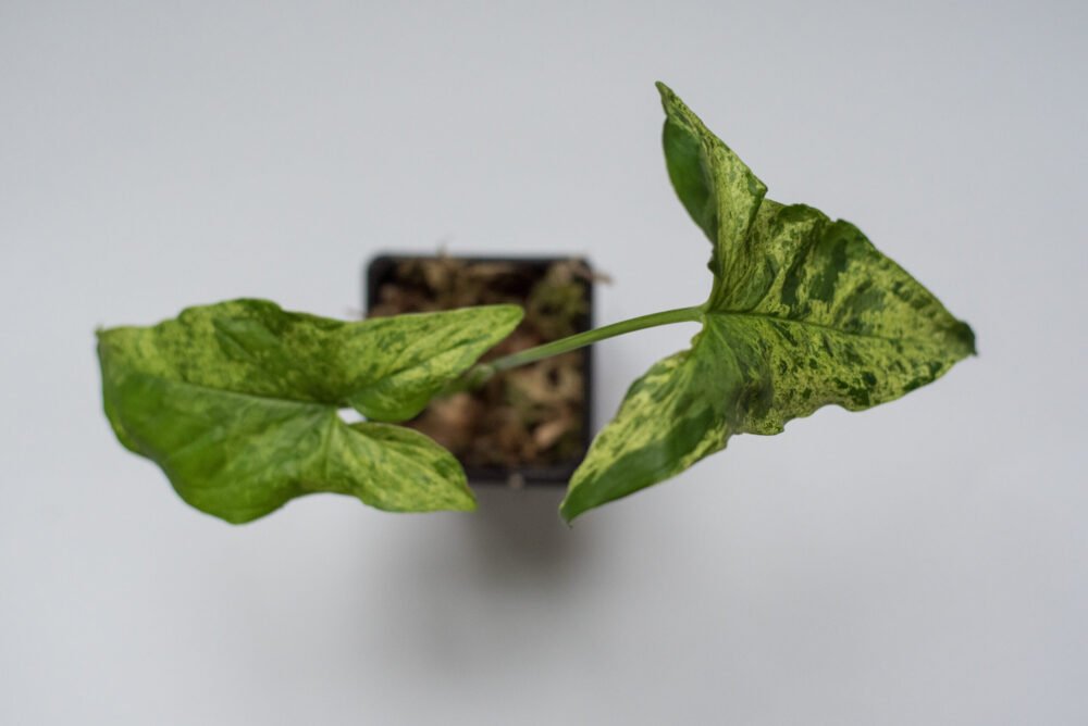 Syngonium Mottled