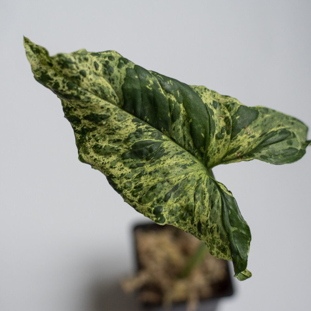 Syngonium Mottled