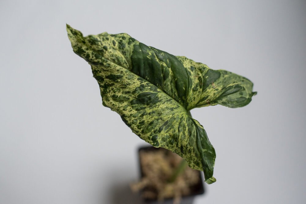 Syngonium Mottled