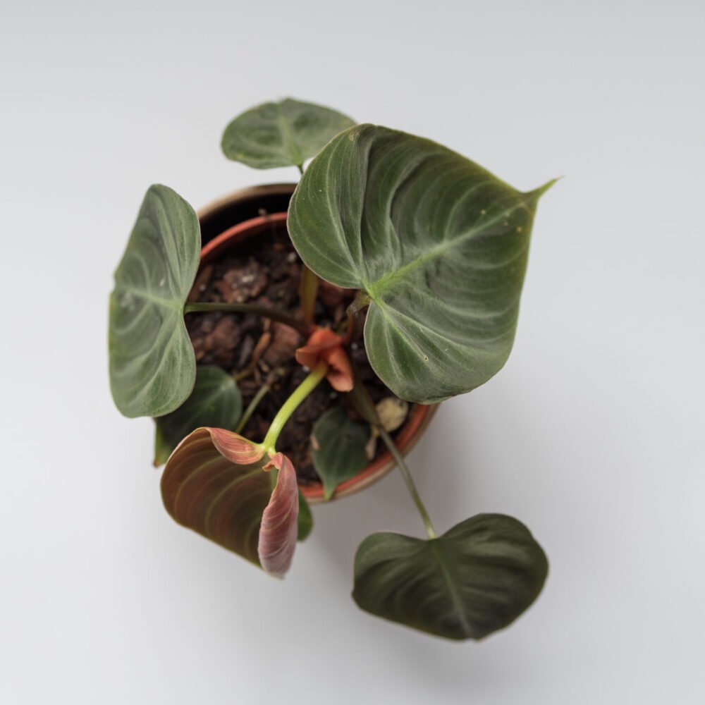 Philodendron El choco red