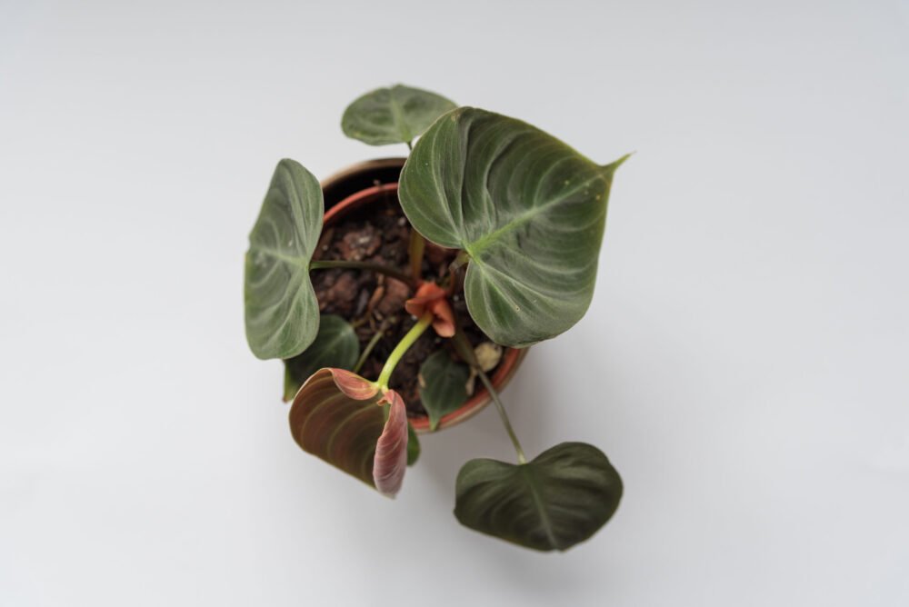 Philodendron El choco red