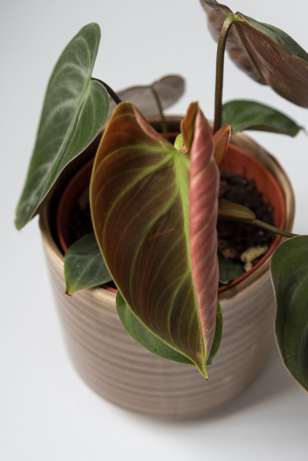 Philodendron El Choco Red - Afbeelding 2