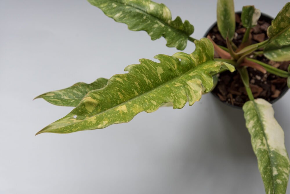 Philodendron Ring of fire