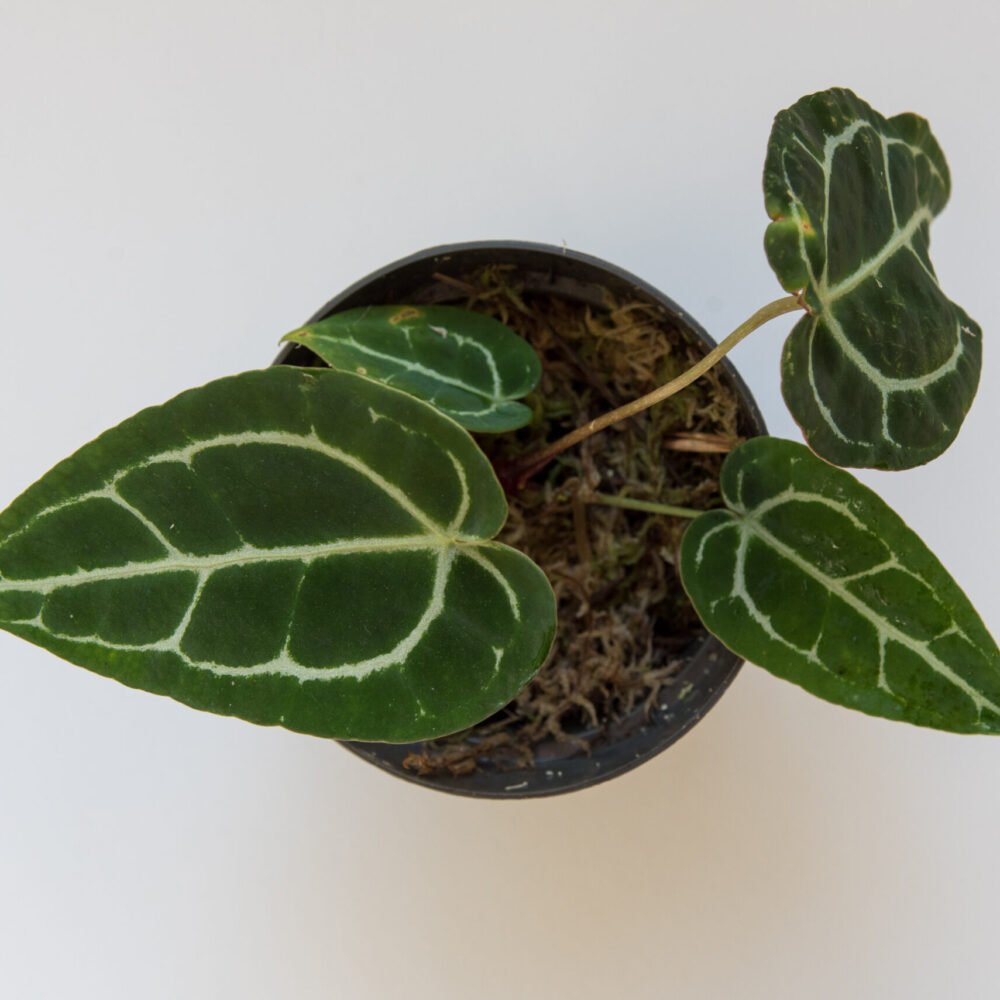 Anthurium Crystallinum