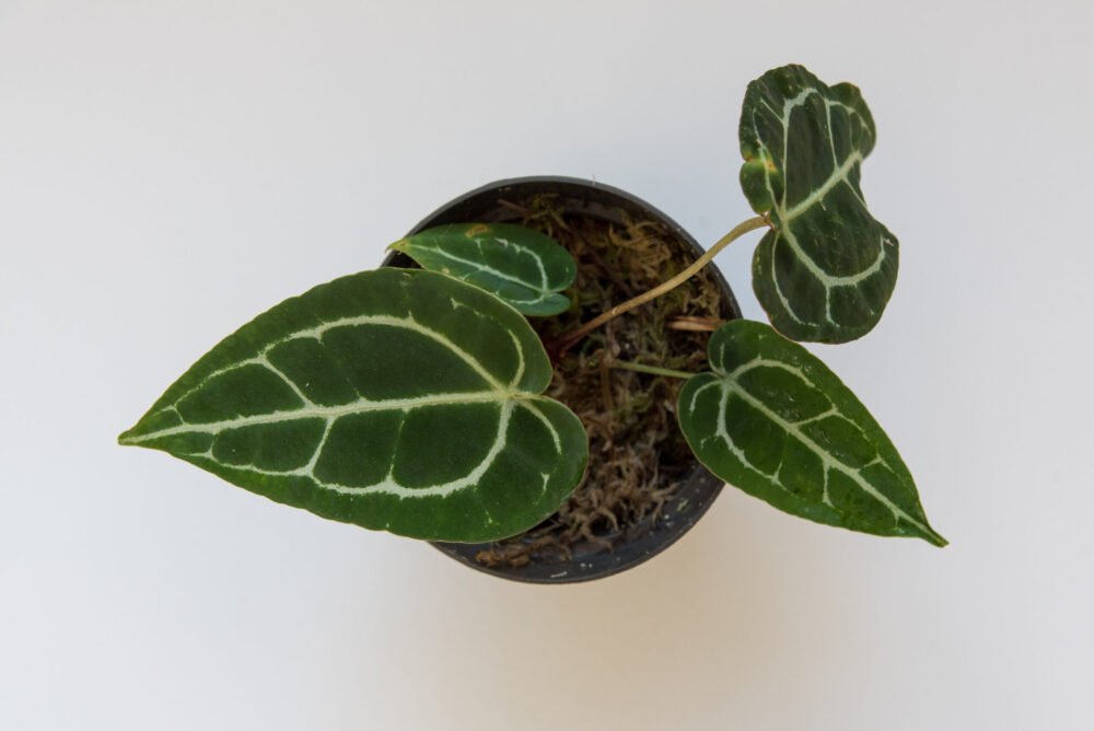 Anthurium Crystallinum