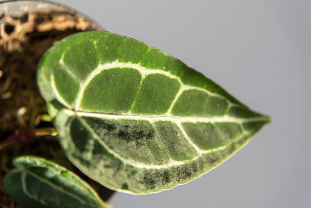 Anthurium Crystallinum