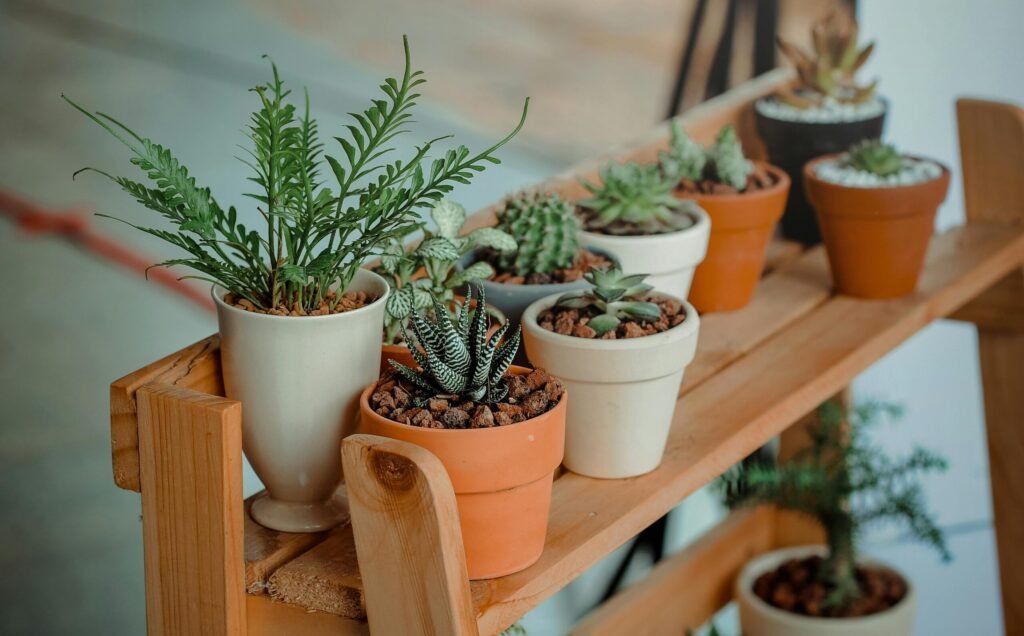 Nieuwe planten