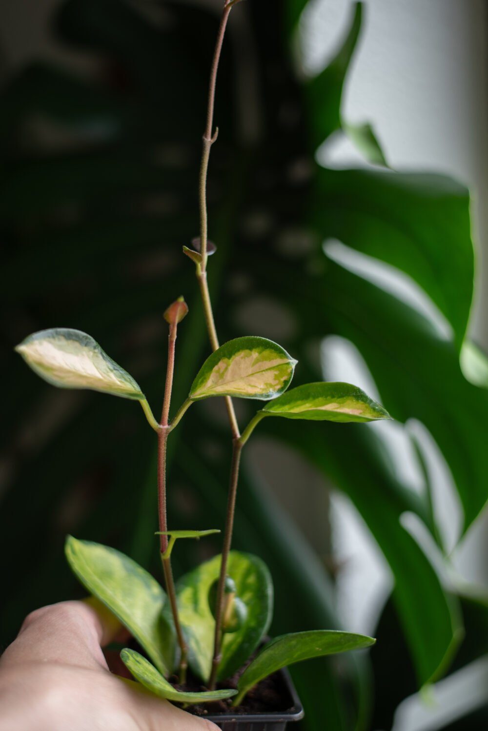 Hoya Australis