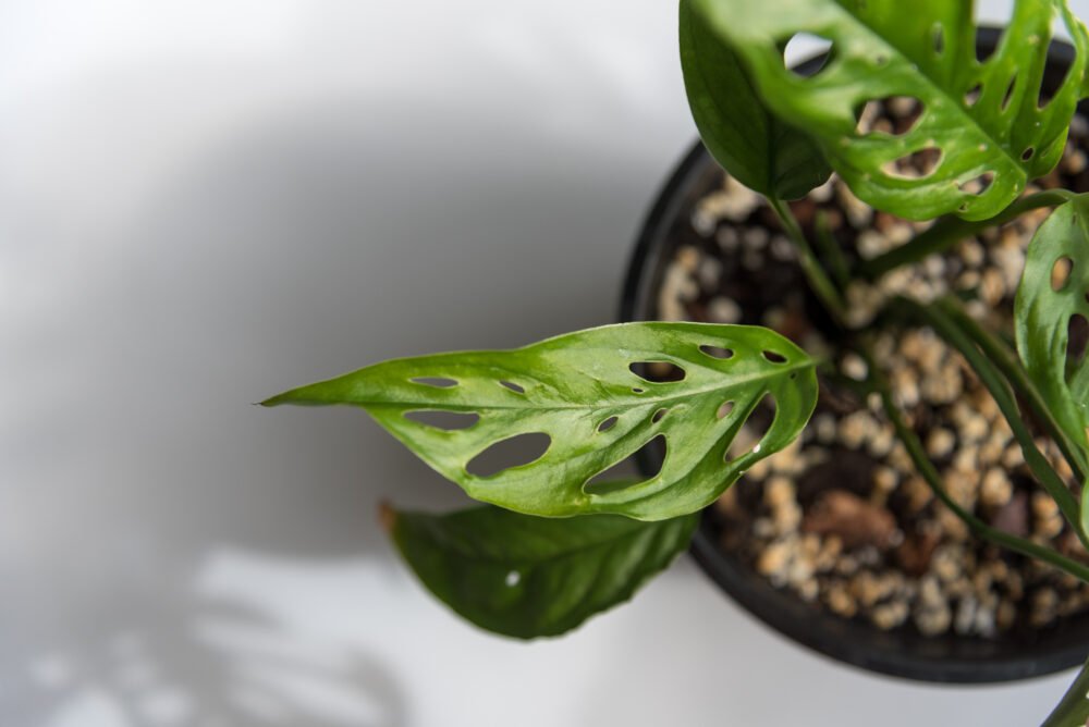 Monstera Acuminata3