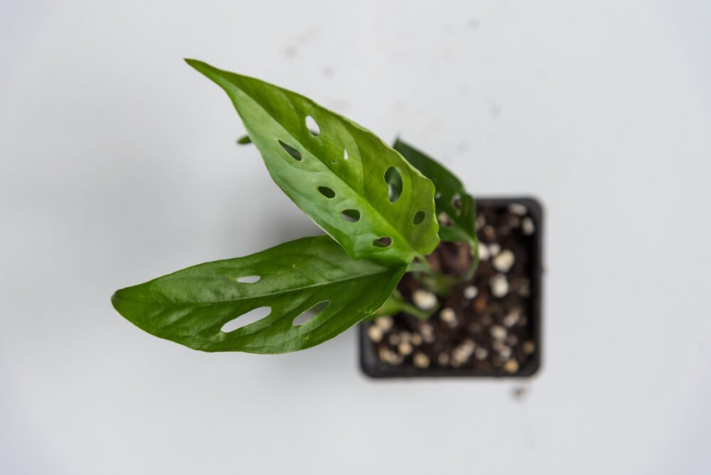 Monstera Acuminata