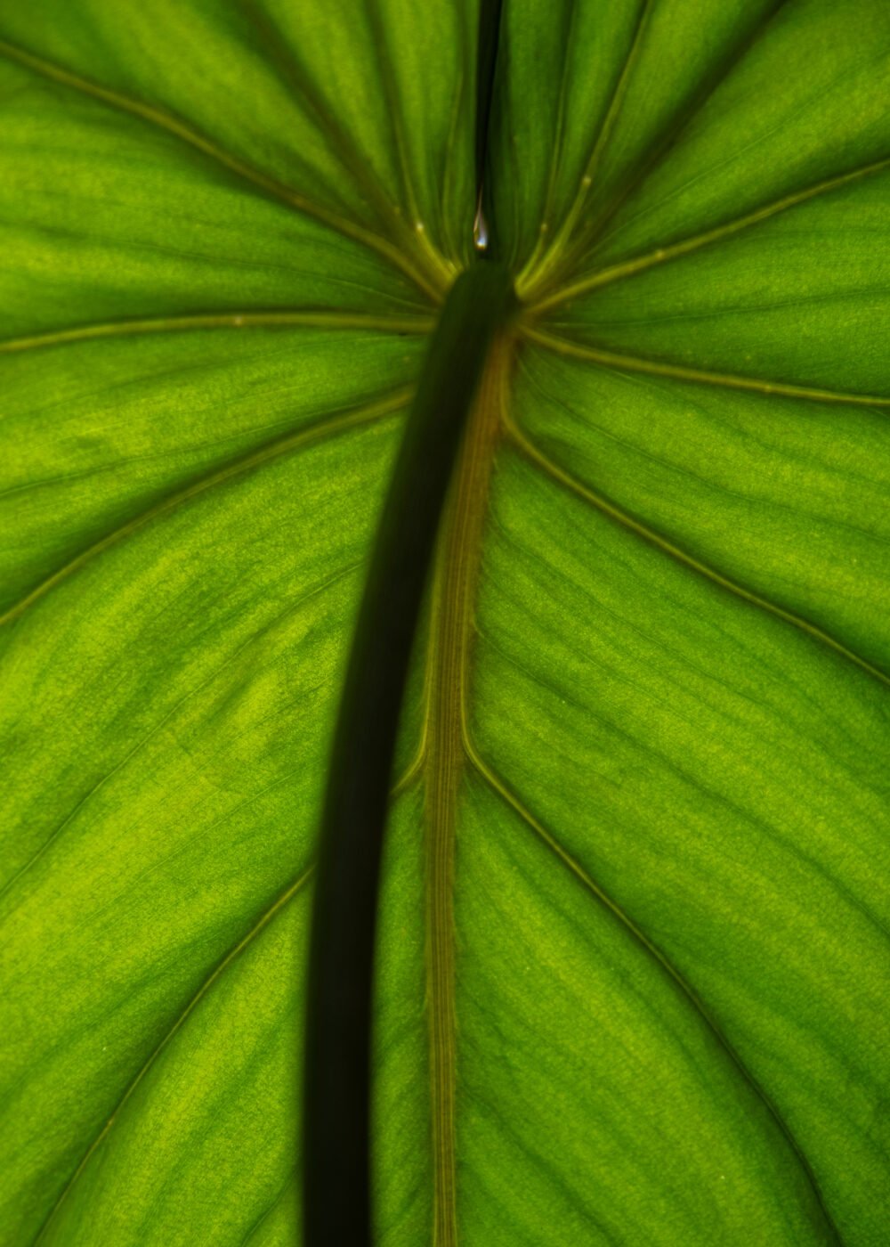 PastazanumClose