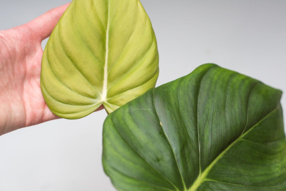 Philodendron Pastazanum