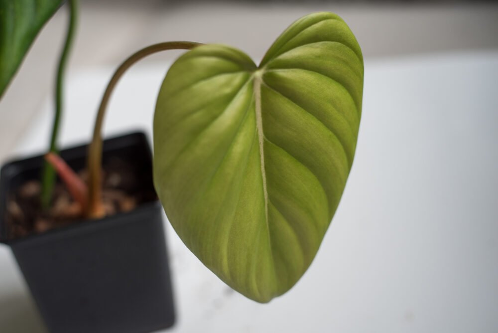 Philodendron Pastazanum2