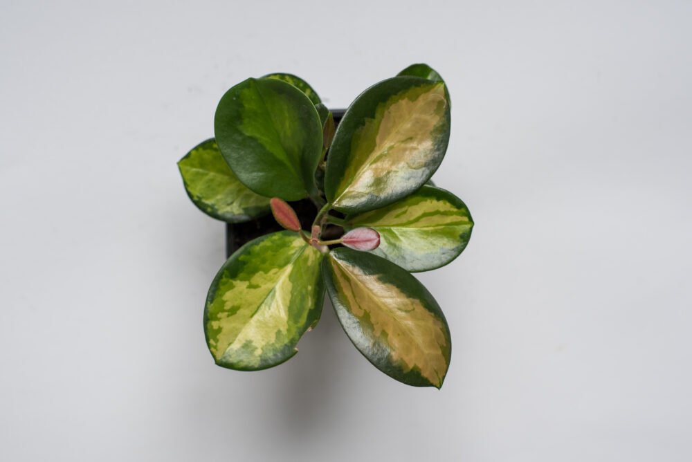 Hoya Australis