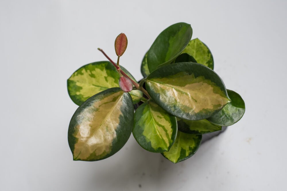 Hoya Australis2