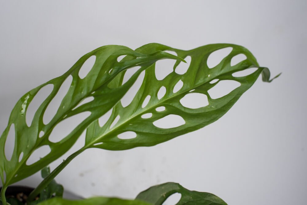 Monstera Acuminata L