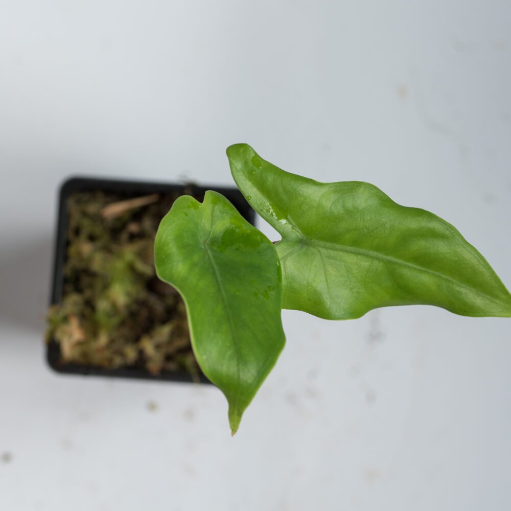 Alocasia Tigrina Superba2
