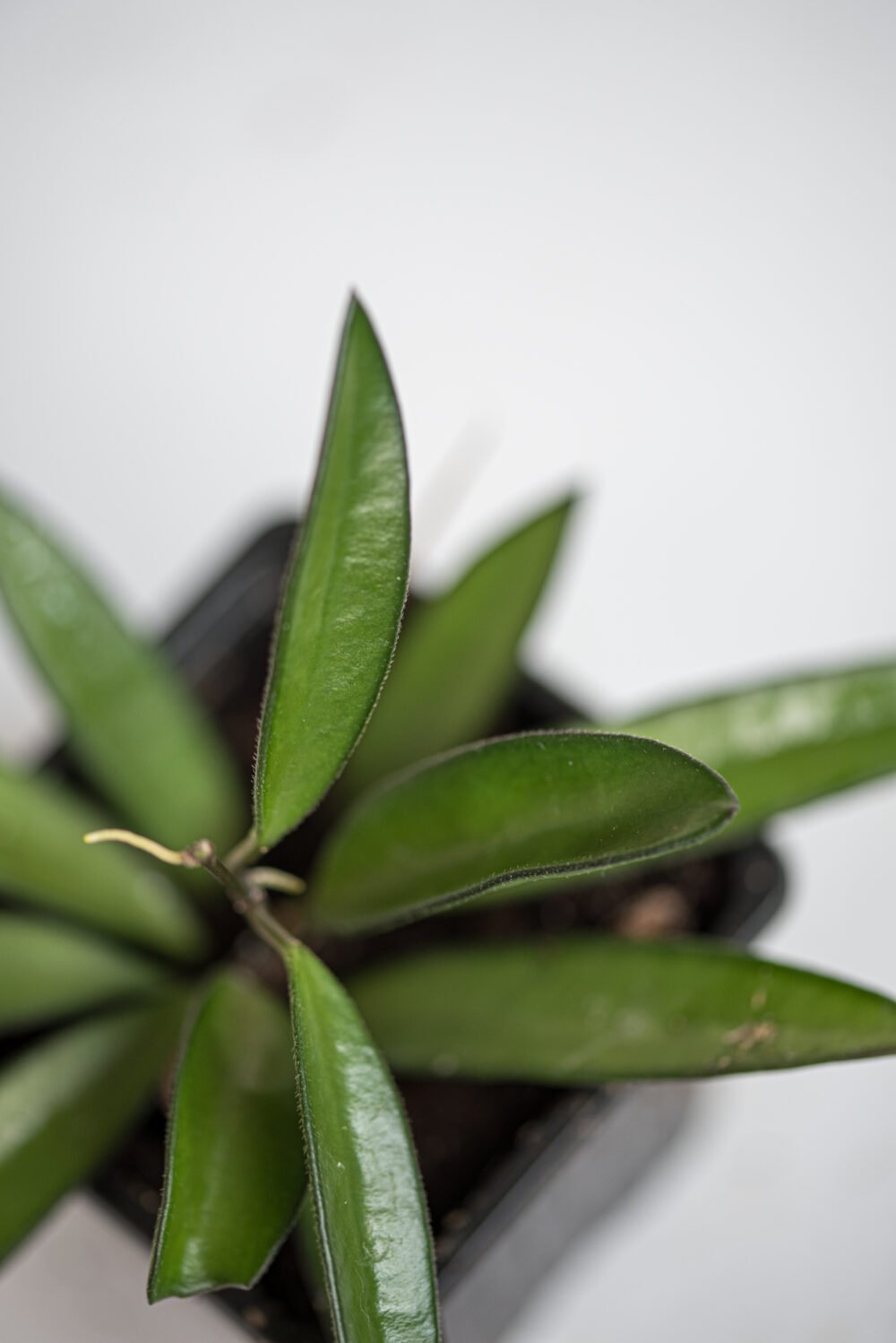 Hoya Wayetii_Close