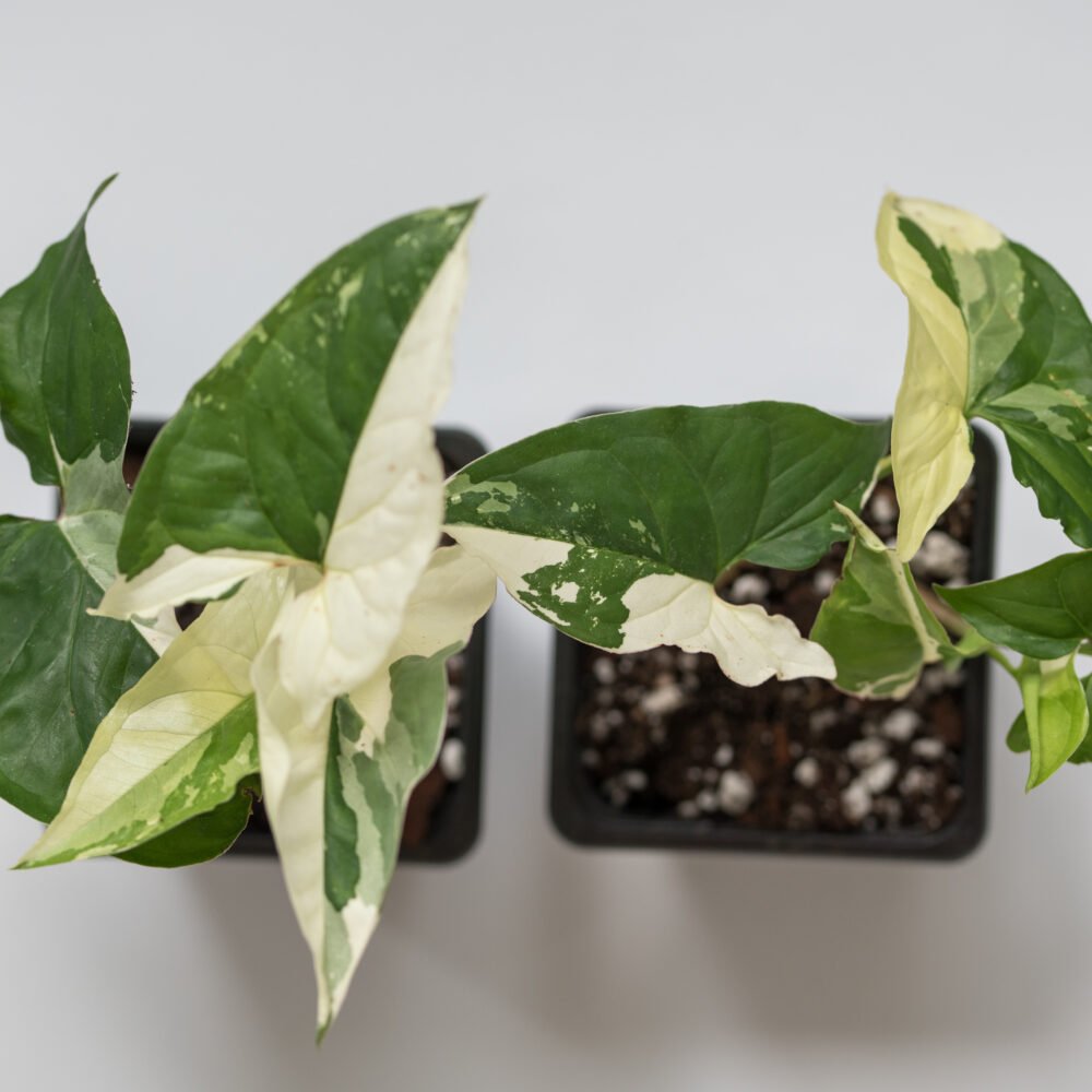 SyngoniumAlbo